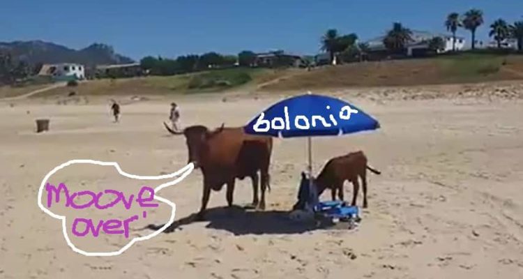 Cow and Calf Seek Shade in Bolonia